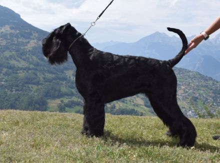 Knírač velký černý - štěňátka s rodokmenem