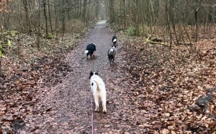 Ein kleines Herz Namens Rangy sucht