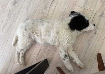 Ein kleines Herz Namens Rangy sucht