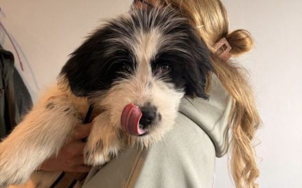 Ein kleines Herz Namens Rangy sucht