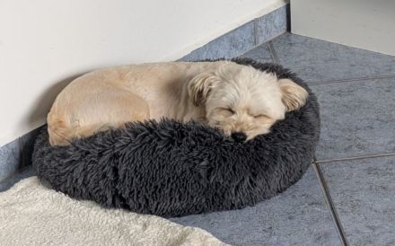 Bezaubernde Maria-Theresia