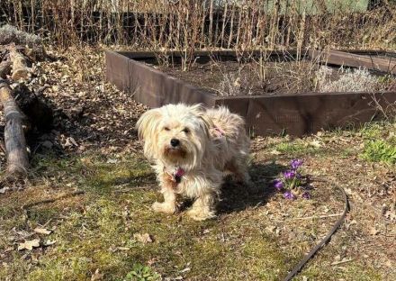 Bezaubernde Maria-Theresia