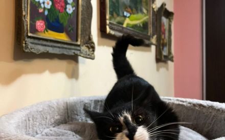 Anhängliche Bella Rose