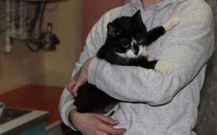 Anhängliche Bella Rose