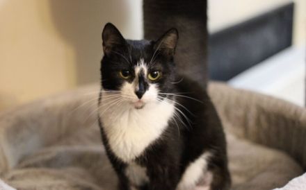 Anhängliche Bella Rose