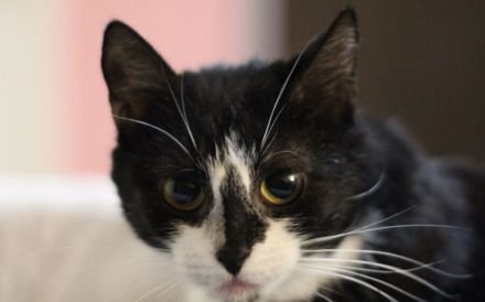 Anhängliche Bella Rose