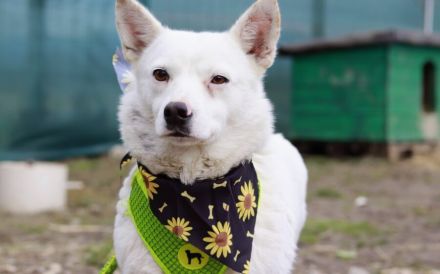 Ivory - treu und liebevoll