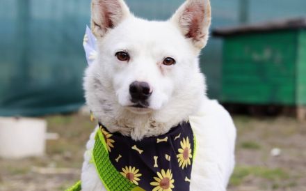 Ivory - treu und liebevoll