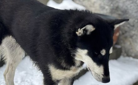 Arja sucht ein Zuhause bei aktiven Menschen