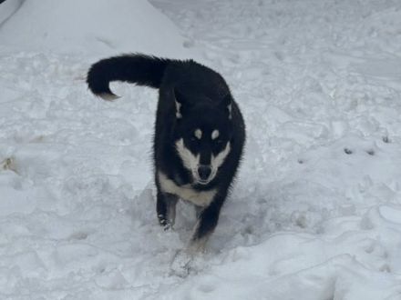 Arja sucht ein Zuhause bei aktiven Menschen