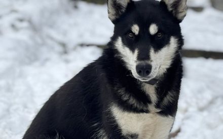 Arja sucht ein Zuhause bei aktiven Menschen