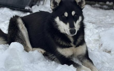 Arja sucht ein Zuhause bei aktiven Menschen