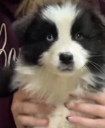 Australian Shepherd Rüde