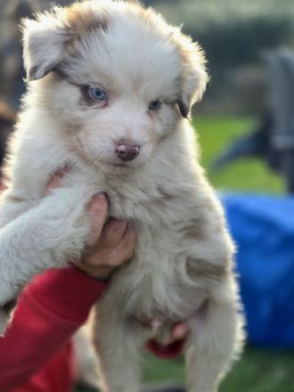 Australian Shepherd Rüde