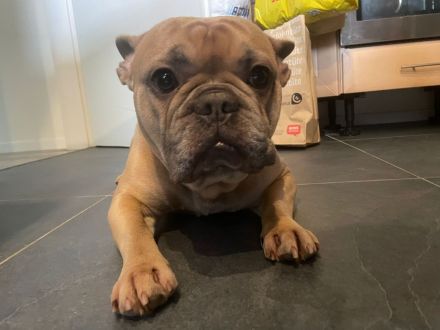 Französische Bulldogge