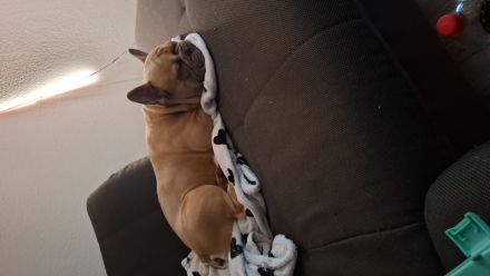 Französische Bulldogge