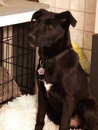 Aron, a.d.Tierschutz, sucht Happy-Home