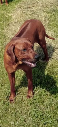 Wurfankündigung Rhodesian Ridgeback Red Wheaten Mitte Mai 2026