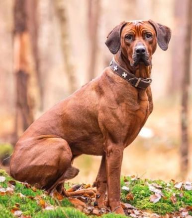 Wurfankündigung Rhodesian Ridgeback Red Wheaten Mitte Mai 2026