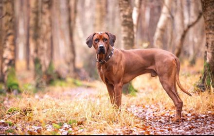 Wurfankündigung Rhodesian Ridgeback Red Wheaten Mitte Mai 2026