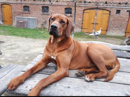 Wurfankündigung Rhodesian Ridgeback Red Wheaten Mitte Mai 2026