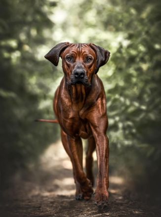 Wurfankündigung Rhodesian Ridgeback Red Wheaten Mitte Mai 2026