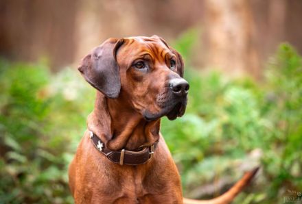 Wurfankündigung Rhodesian Ridgeback Red Wheaten Mitte Mai 2026