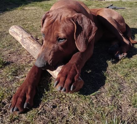 Wurfankündigung Rhodesian Ridgeback Red Wheaten Mitte Mai 2026