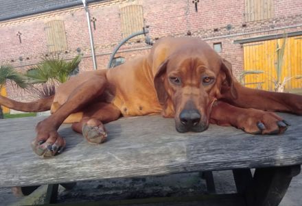 Wurfankündigung Rhodesian Ridgeback Red Wheaten Mitte Mai 2026