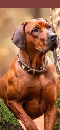 Wurfankündigung Rhodesian Ridgeback Red Wheaten Mitte Mai 2026
