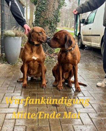 Wurfankündigung Rhodesian Ridgeback Red Wheaten Mitte Mai 2026
