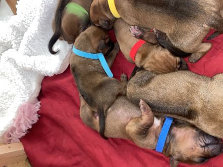 Rodesian Ridgeback Welpen