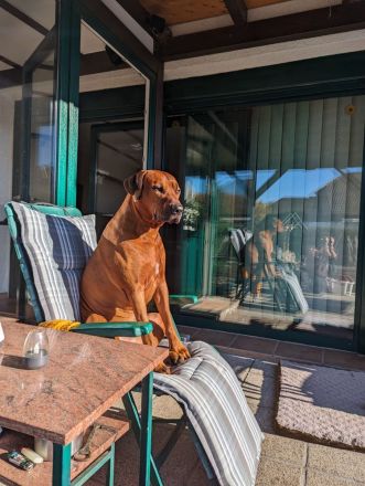 Rodesian Ridgeback Welpen