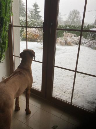 Rodesian Ridgeback Welpen