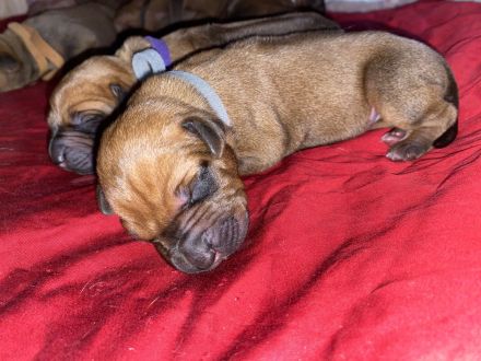 Rodesian Ridgeback Welpen