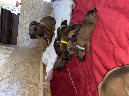 Rodesian Ridgeback Welpen