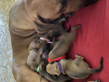 Rodesian Ridgeback Welpen