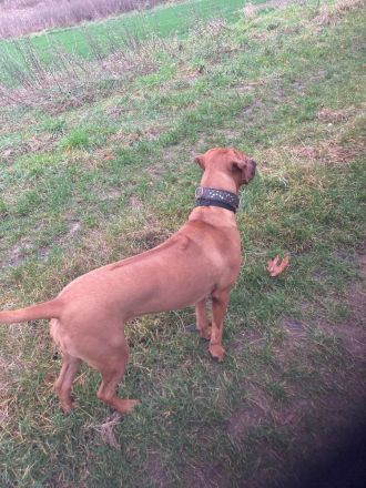 Rodesian Ridgeback Welpen