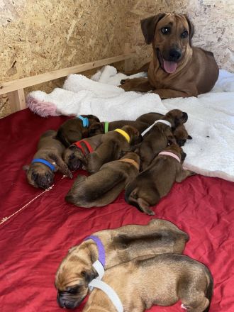 Rodesian Ridgeback Welpen