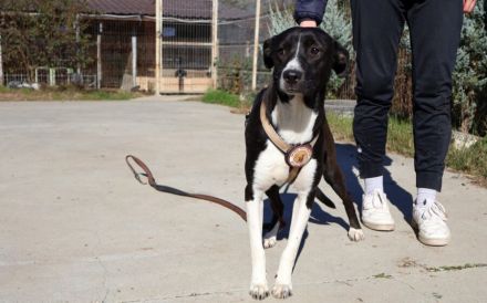 Cellie sucht ein ländliches Zuhause