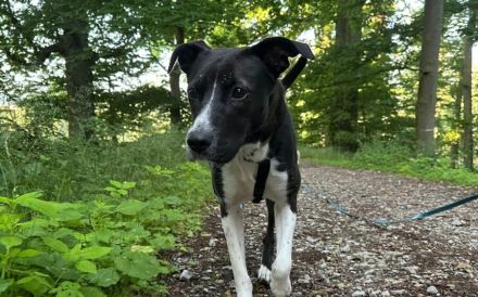 Cellie sucht ein ländliches Zuhause