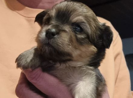 Billdschöne Chihuahua Welpen !