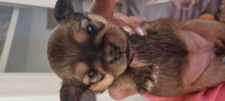 Billdschöne Chihuahua Welpen !