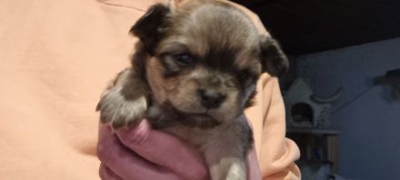 Billdschöne Chihuahua Welpen !