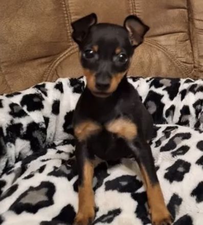 Zwerg Pinscher