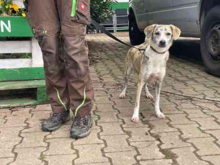 Nele, Mischling, geb. 2025, anfangs schüchtern, gern als Zweithund