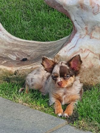 Wunderschöner Chihuahua Langhaar Welpe Rüde schoko Merle auszugbereit