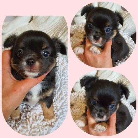 Chihuahua Welpen aus bester Aufzucht Schoko Merle Schwarz langhaar