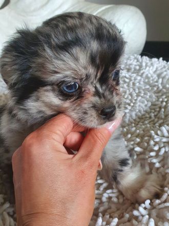 Wunderschöne Chihuahua Langhaar Welpen auszugbereit
