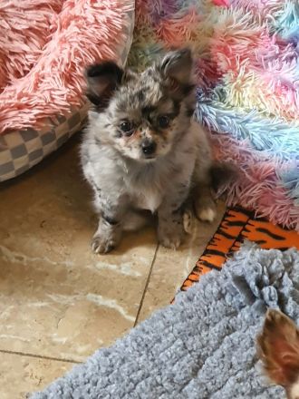 Wunderschöne Chihuahua Langhaar Welpen auszugbereit
